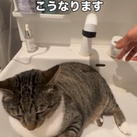 洗面台に入る猫