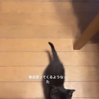 飼い主の足元でカメラを見上げている黒猫