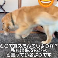 得意げに子猫を運ぶ犬
