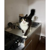 キッチンにいた猫