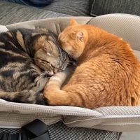 頭を毛づくろい