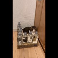 少し左を向いた姿
