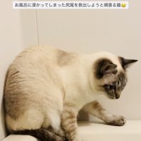 湯船に浸かった尻尾を救い出そうとするシャムミックス