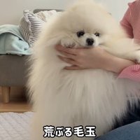 荒ぶる毛玉