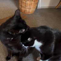 並んで座っている2匹の猫