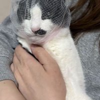 頭に排水溝ネットを被って飼い主さんに抱っこされた保護猫