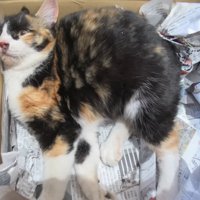 箱の中で横たわる猫