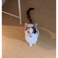 室内にいる猫