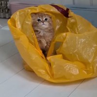 袋に入る猫