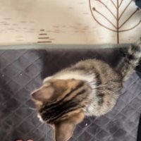 足元にいる子猫