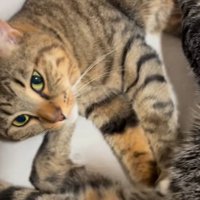 小さい猫のお腹を揉みながらカメラに視線を移す大きい猫