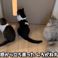 しろがね丸も参戦