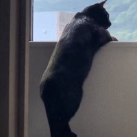 しっぽを振る猫