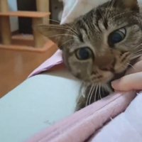 人の手を噛む猫