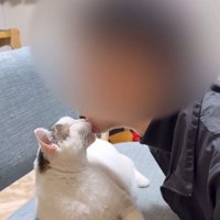 飼い主のアゴを舐める猫