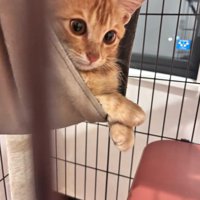 ハンモックに乗る子猫