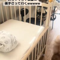ベビーベッドの近くにいる茶色猫の見切れたお尻