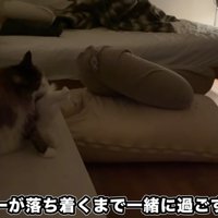 座る2匹の猫