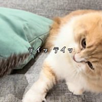 猫じゃらしで遊んでいる猫