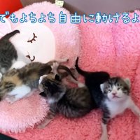 毛布の上に乗る子猫たち