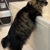 前を向き、おしりを洗われるのを待つ猫