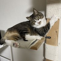 キャットタワーから見つめるキジ白猫