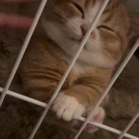 ケージの中でほっぺをなでられて目を細める子猫