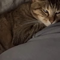 白目