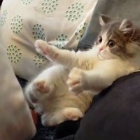 手を伸ばす猫