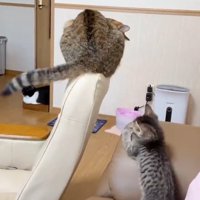 先住猫の尻尾を見ている子猫