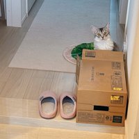 箱の後ろにいる猫