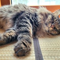 寝ている猫