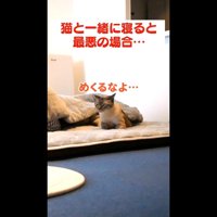 めくるなよ…