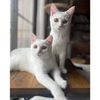 室内にいる猫