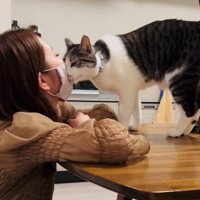 ママさんの顔にスリスリするサバ白猫
