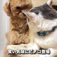 猫にしっぽをふっている犬