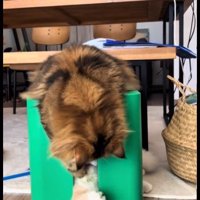 じゃれ合っている2匹の猫