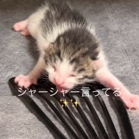 口を開けている子猫