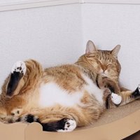 猫用ベッドで寝るキジトラ猫