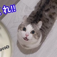 缶を見る猫2