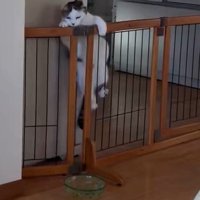 柵によじ登る猫