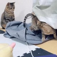 低い姿勢で振り返る猫を見つめるお座りをした猫