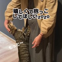 女性に甘える猫