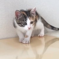 ビックリした顔の三毛ちゃん