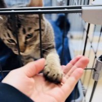 ケージから手を出してママと握手する子猫