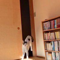 ジャンプする猫