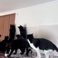 追う猫