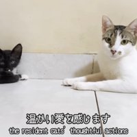 向かい合う子猫と成猫