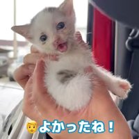 抱っこされる子猫