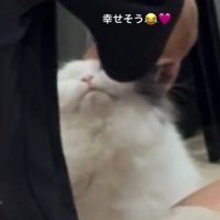 撫でられている猫